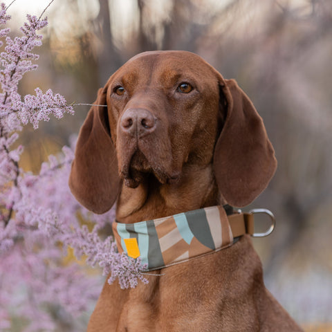 Woolly Wolf Cloudbeam Soft Martingale Collar