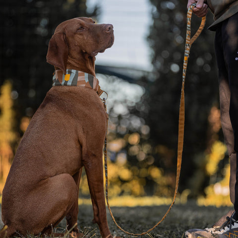 Woolly Wolf Cloudbeam Soft Martingale Collar