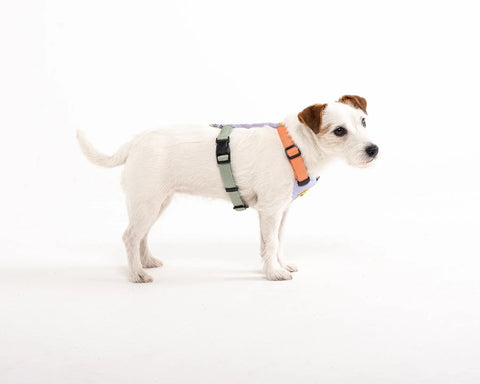 Color Block Harness