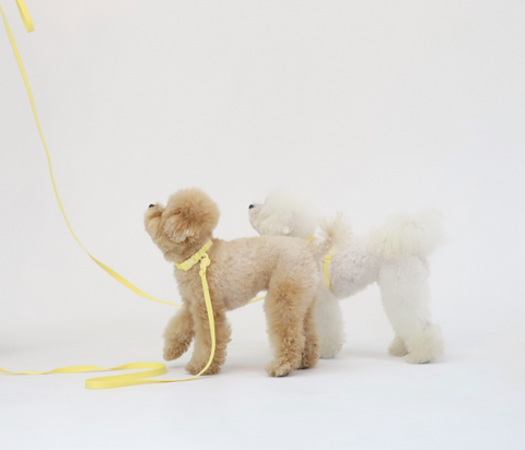 Macaron Hands Free Dog Leash