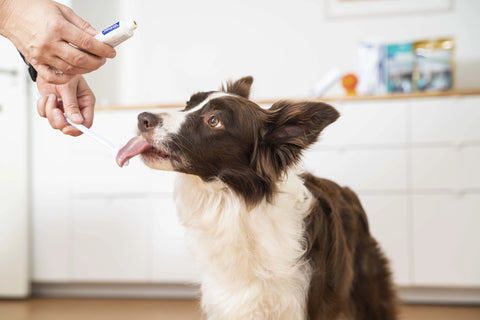 Complete Dental Care Kit for Dogs