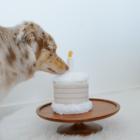 Birthday Cake Burrow + Squeaky Dog Toy