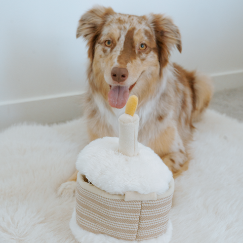Birthday Cake Burrow + Squeaky Dog Toy