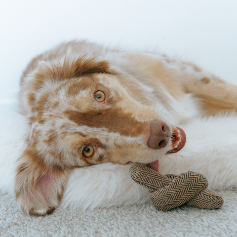 Birthday Cake Burrow + Squeaky Dog Toy