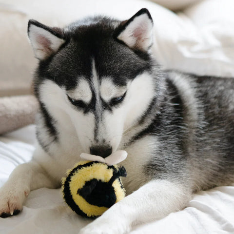 Bee Bug POP – Lambwolf – Dog Plush Toy – lifestyle photo