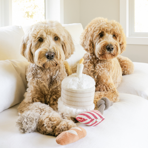 Birthday Cake Burrow + Squeaky Dog Toy