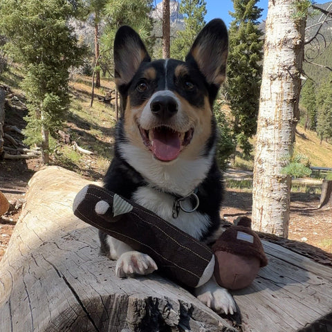 Fire Log Squeaky Dog Toy