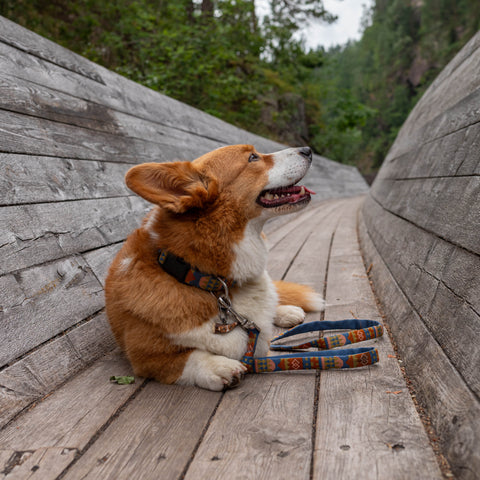 Woolly Wolf Nightless Night Dog Collar
