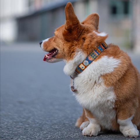 Woolly Wolf Nightless Night Dog Collar