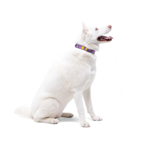 Northern Lights Collar