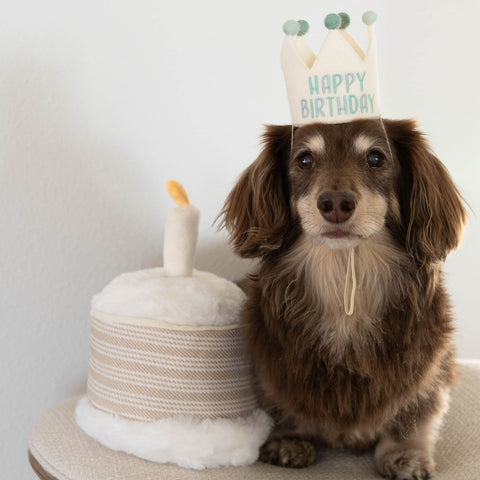 Birthday Cake Burrow + Squeaky Dog Toy