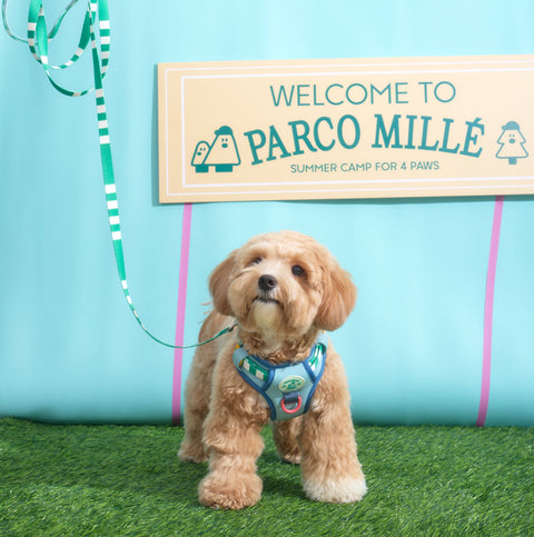 Doggu Parco Millé Summer Camp Harness & Leash Set