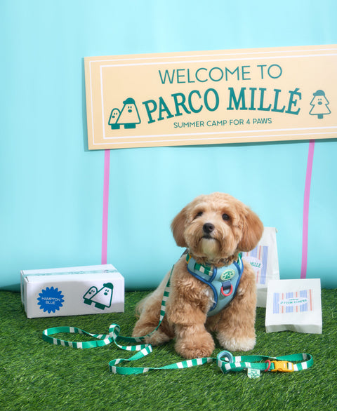 Doggu Parco Millé Summer Camp Harness & Leash Set
