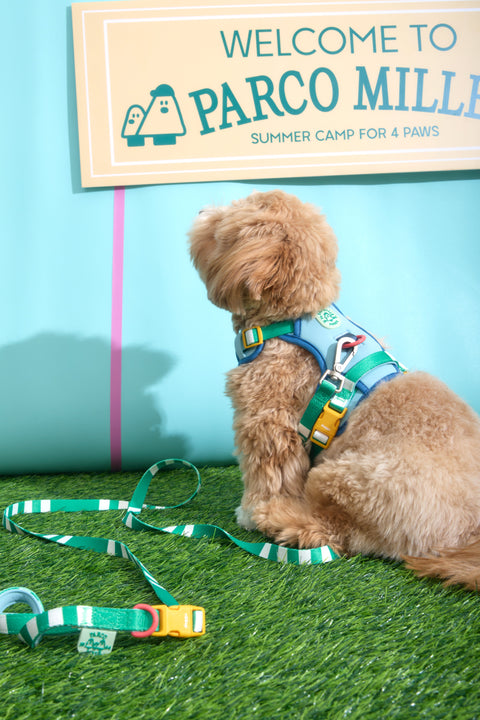 Doggu Parco Millé Summer Camp Harness & Leash Set