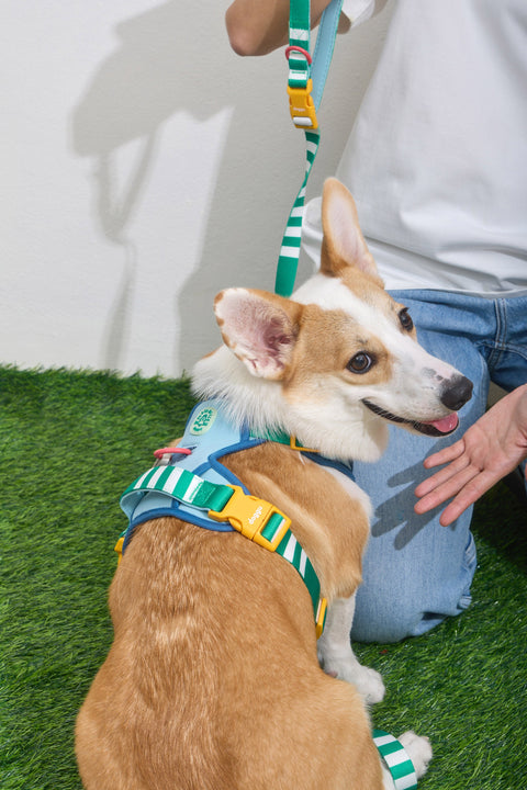 Doggu Parco Millé Summer Camp Harness & Leash Set