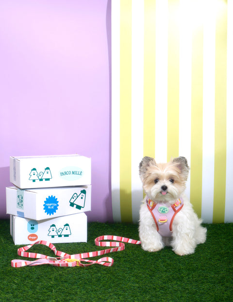 Doggu Parco Millé Summer Camp Harness & Leash Set