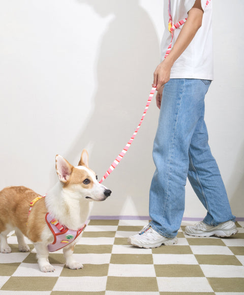 Doggu Parco Millé Summer Camp Harness & Leash Set