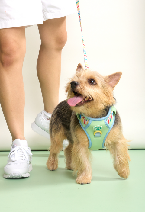 Doggu Parco Millé Summer Camp Harness & Leash Set