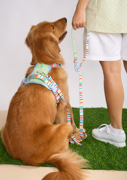Doggu Parco Millé Summer Camp Harness & Leash Set