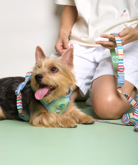 Doggu Parco Millé Summer Camp Harness & Leash Set