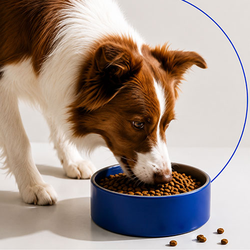 Dog Food