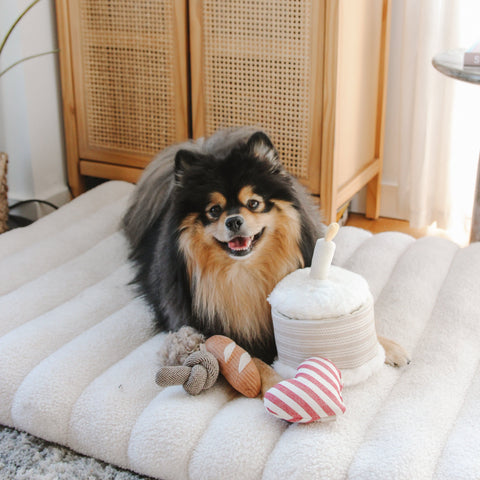 Birthday Cake Burrow + Squeaky Dog Toy