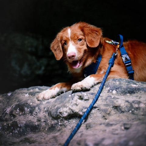 Rope Dog Leash Deep Teal