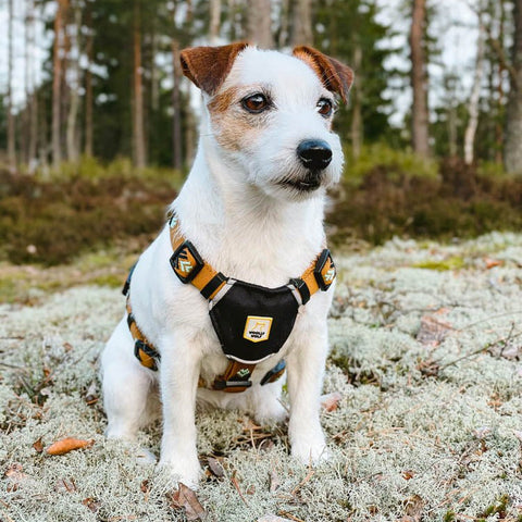 Sea to Summit Harness Brown