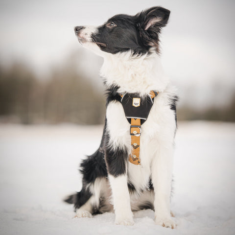 Sea to Summit Harness Brown