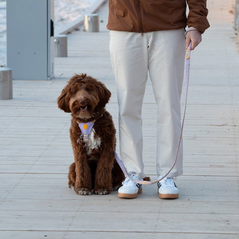 Woolly Woof Sunshower Dog Leash