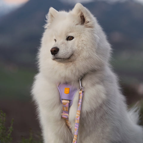Woolly Wolf Sunshower Dog Harness