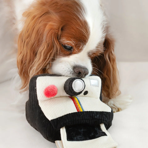 INSTANT CAMERA - snuffle + squeaky – Lambwolf – Dog Interactive Toys – image 4