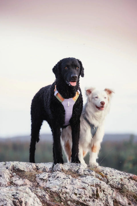 Alpha 360 Harness - Lavender