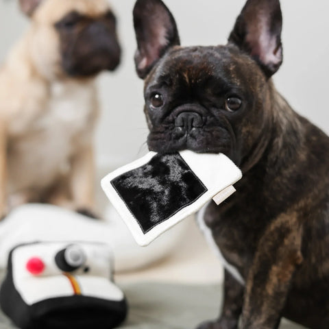INSTANT CAMERA - snuffle + squeaky – Lambwolf – Dog Interactive Toys – lifestyle photo